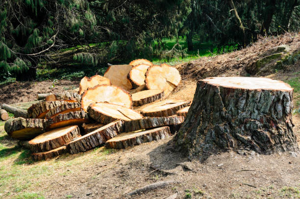 Best Tree Disease Treatment  in Neenah, WI